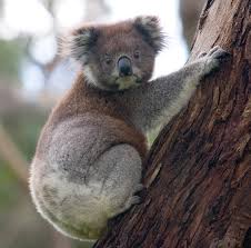 Koala Wiki：一款程序员的工作协作AI神器
